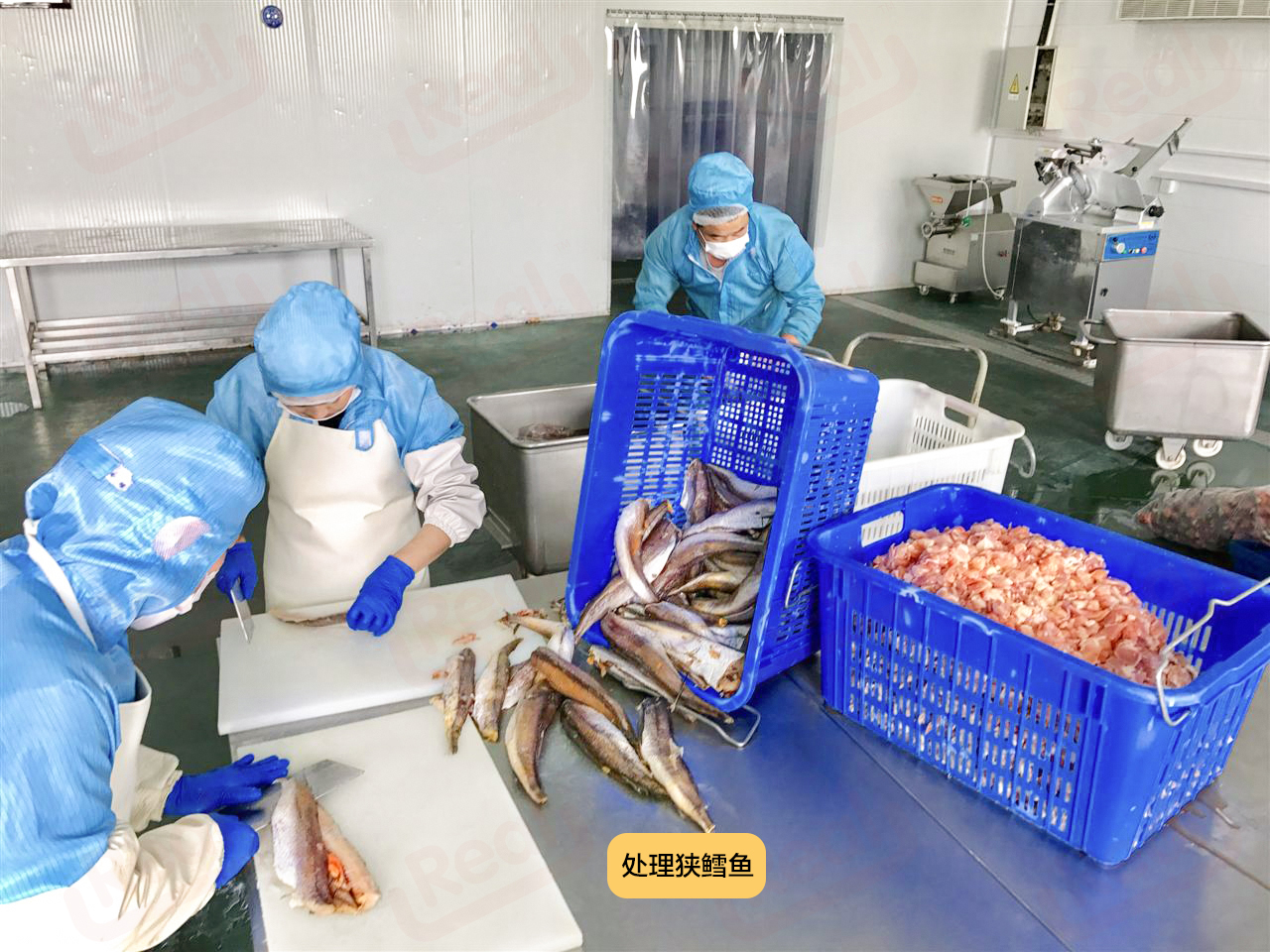 Real鲜粮,狗狗鲜粮