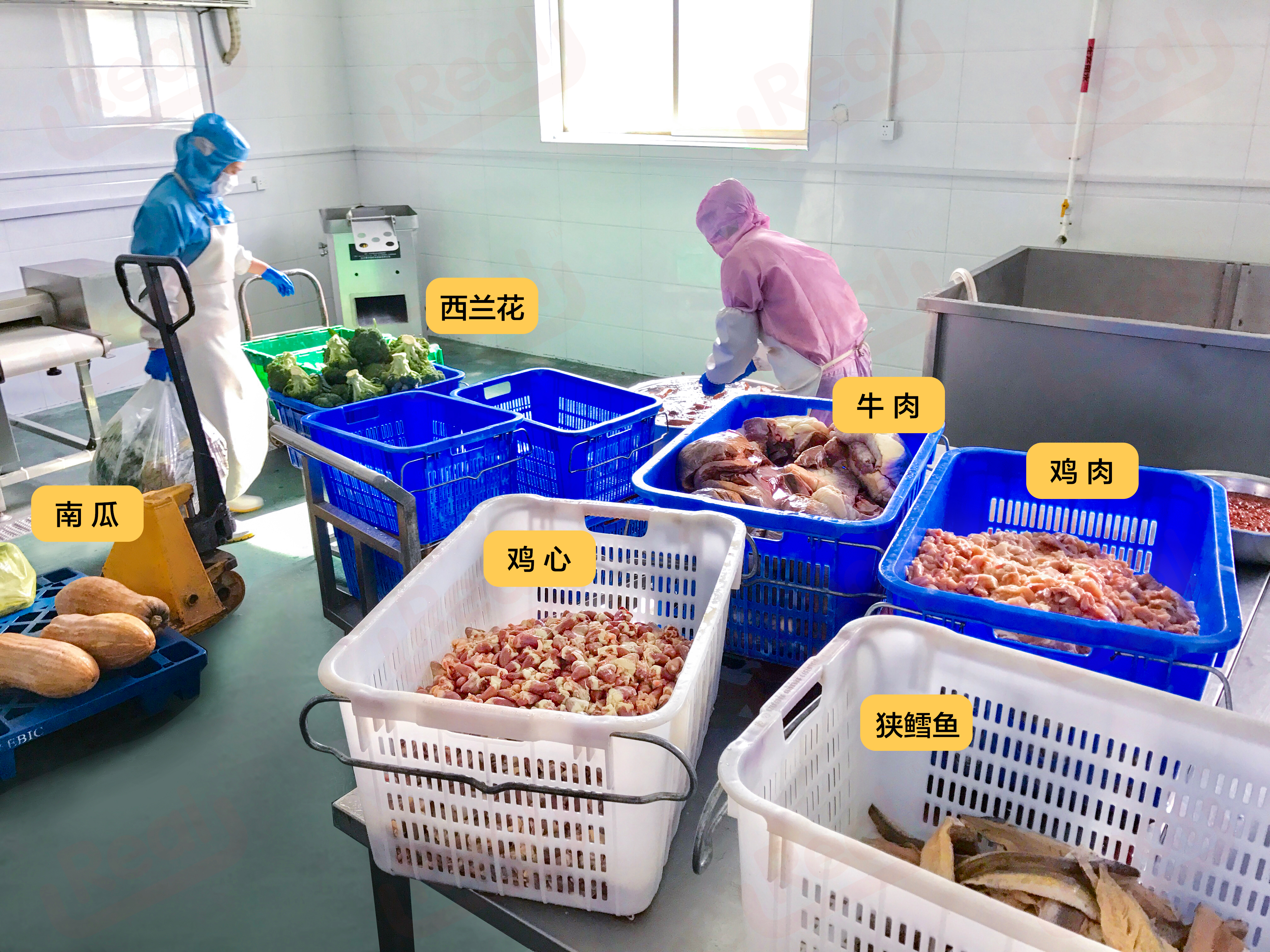 Real鲜食,狗狗鲜食