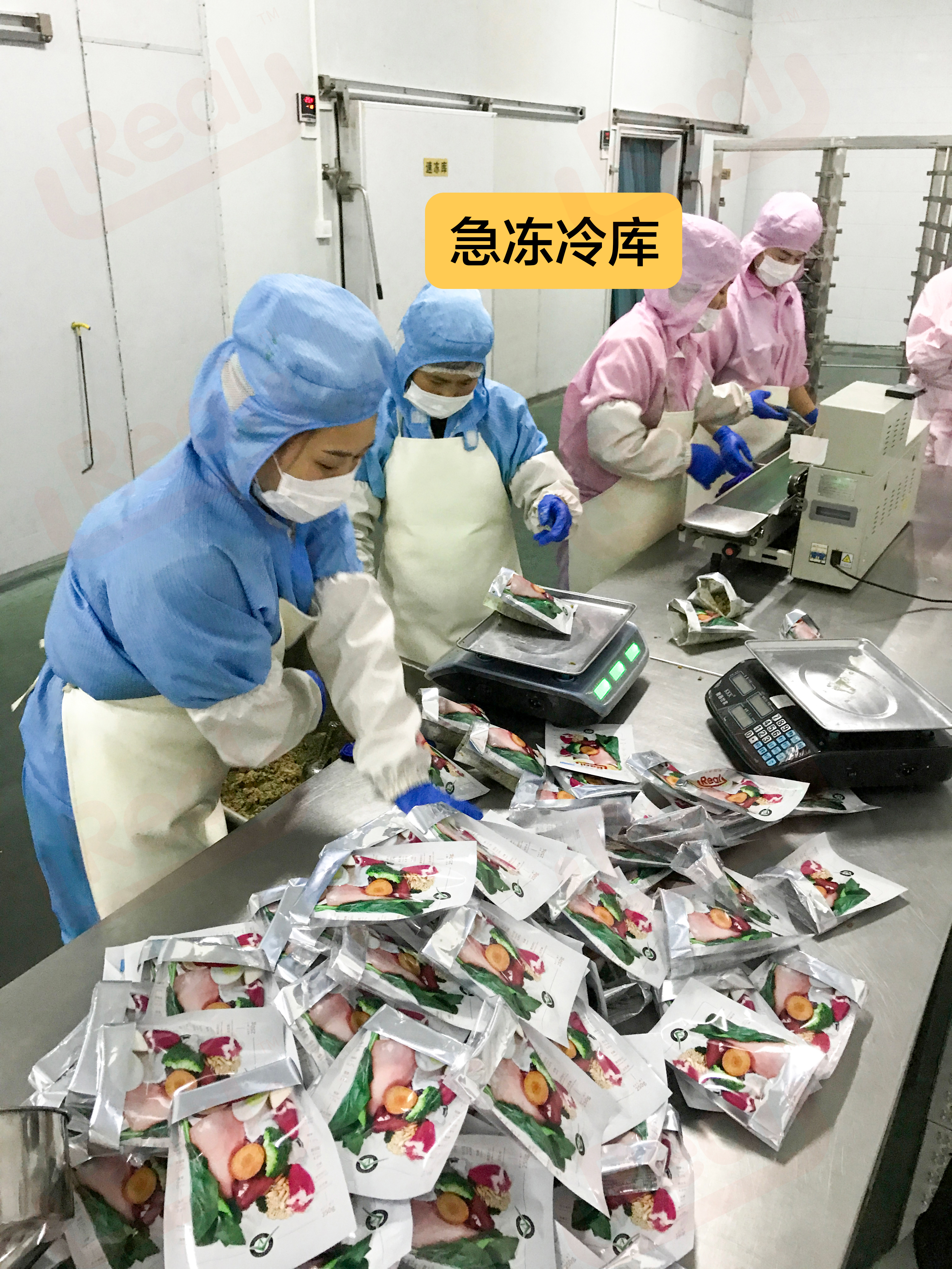 Real鲜粮,宠物狗鲜粮